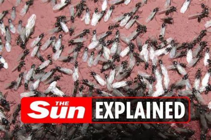 How long do flying ants live